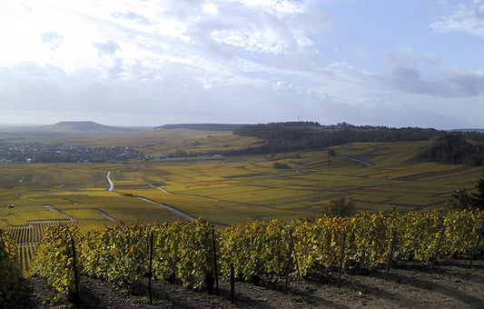 Holiday Countdown 2022 (DAY 1) - Larmandier-Bernier 'Terre De Vertus' 1er Cru 2015