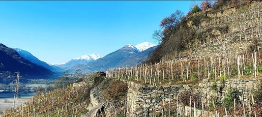 Holiday Countdown 2024 (DAY 4) - 2021 Barbacàn Alpi Retiche Rosso