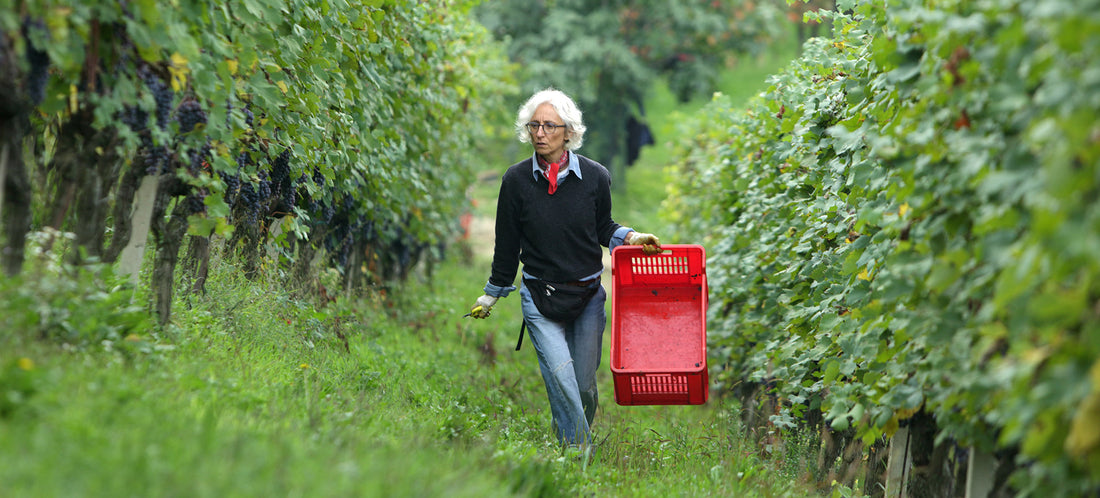 Newsletter: Mascarello 2-Pack